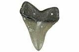 Serrated, Juvenile Megalodon Tooth - North Carolina #338510-1